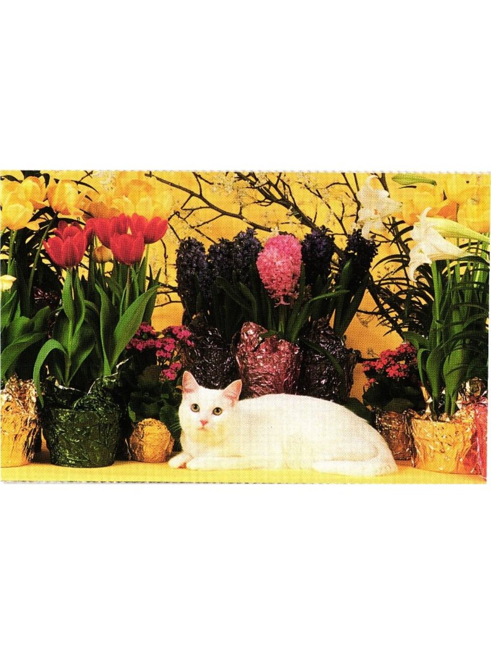 White Cat With Spring Flowers Mary Bloom North Shore Animal League Postcard